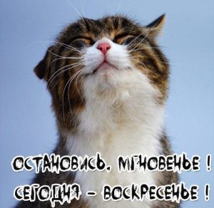 Скачать бесплатно Прикольная картинка про воскресенье друзьям на сайте WishesCards.ru