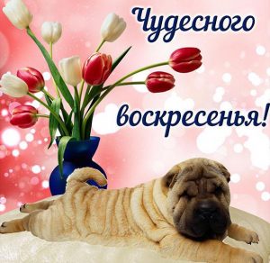 Скачать бесплатно Прикольная картинка с пожеланием чудесного воскресенья на сайте WishesCards.ru