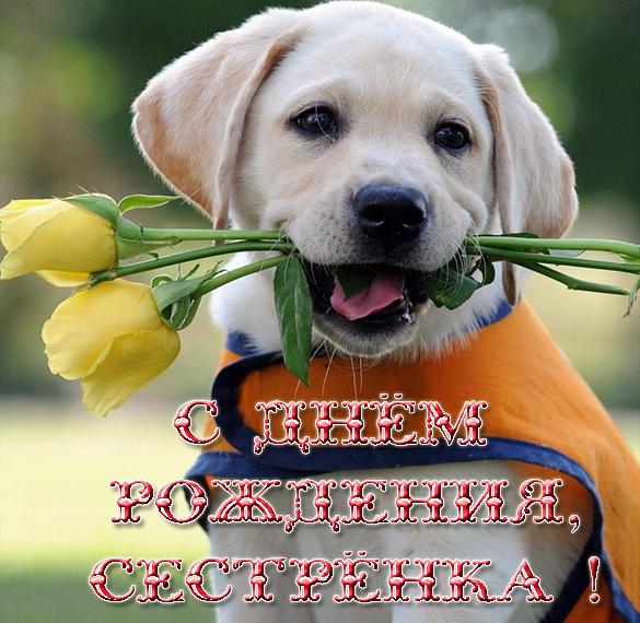 Скачать бесплатно Прикольная открытка на день рождения сестре на сайте WishesCards.ru