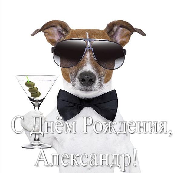 Скачать бесплатно Прикольная открытка с днем рождения для Александра на сайте WishesCards.ru