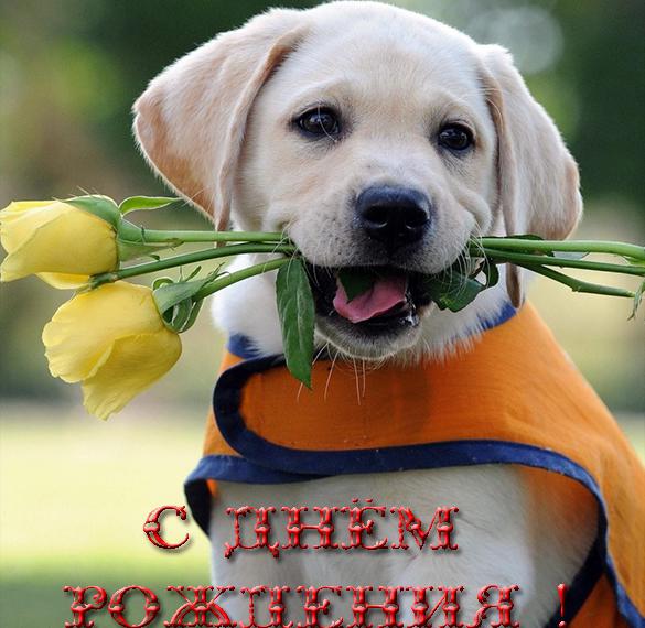 Скачать бесплатно Прикольная открытка с днем рождения для девушки на сайте WishesCards.ru