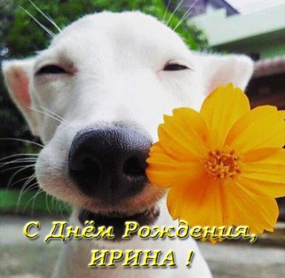 Скачать бесплатно Прикольная открытка с днем рождения для Ирины на сайте WishesCards.ru