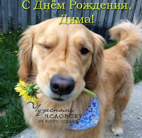 Скачать бесплатно Прикольная открытка с днем рождения Дмитрий на сайте WishesCards.ru