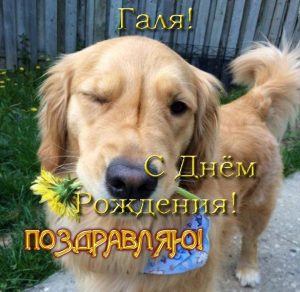 Скачать бесплатно Прикольная открытка с днем рождения Галя на сайте WishesCards.ru