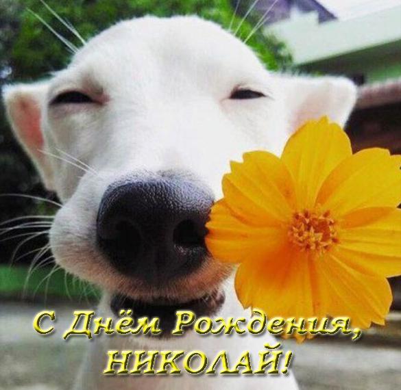 Скачать бесплатно Прикольная открытка с днем рождения Николаю на сайте WishesCards.ru