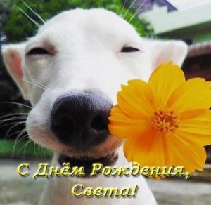 Скачать бесплатно Прикольная открытка с днем рождения Света на сайте WishesCards.ru