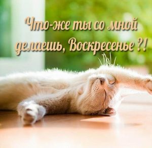 Скачать бесплатно Прикольная смешная картинка с надписью про воскресенье на сайте WishesCards.ru