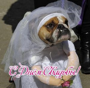 Скачать бесплатно Прикольная смешная открытка с днем свадьбы на сайте WishesCards.ru