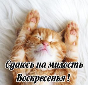 Скачать бесплатно Прикольное фото про воскресенье выходной на сайте WishesCards.ru