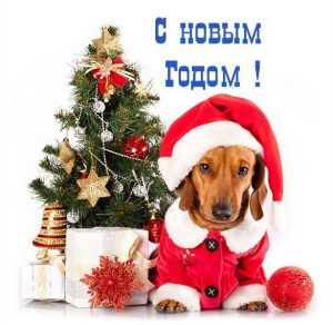 Скачать бесплатно Прикольное фото с новым годом на сайте WishesCards.ru