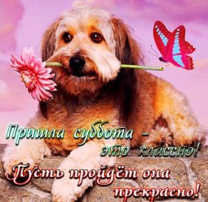 Скачать бесплатно Прикольное поздравление с субботой в картинке на сайте WishesCards.ru