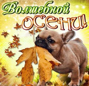 Скачать бесплатно Смешная картинка на Первый день осени на сайте WishesCards.ru
