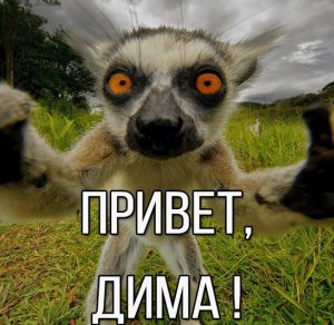 Скачать бесплатно Смешная картинка привет Дима на сайте WishesCards.ru