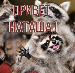 Скачать бесплатно Смешная картинка привет Наташа на сайте WishesCards.ru