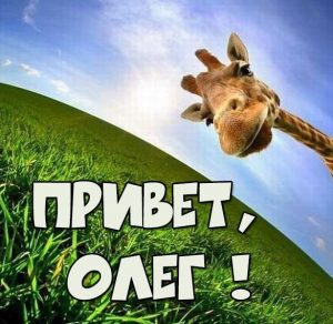 Скачать бесплатно Смешная картинка привет Олег на сайте WishesCards.ru
