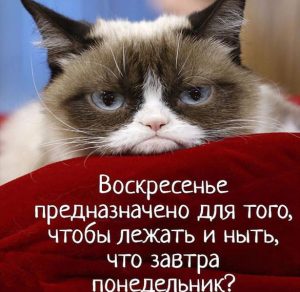 Скачать бесплатно Смешная картинка про воскресенье с надписями на сайте WishesCards.ru