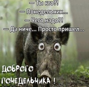 Скачать бесплатно Смешная прикольная картинка доброго понедельника на сайте WishesCards.ru