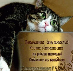 Скачать бесплатно Смешная прикольная картинка на понедельник с надписью на сайте WishesCards.ru