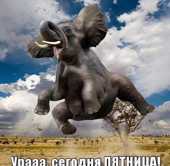 Скачать бесплатно Смешная прикольная картинка ура пятница на сайте WishesCards.ru
