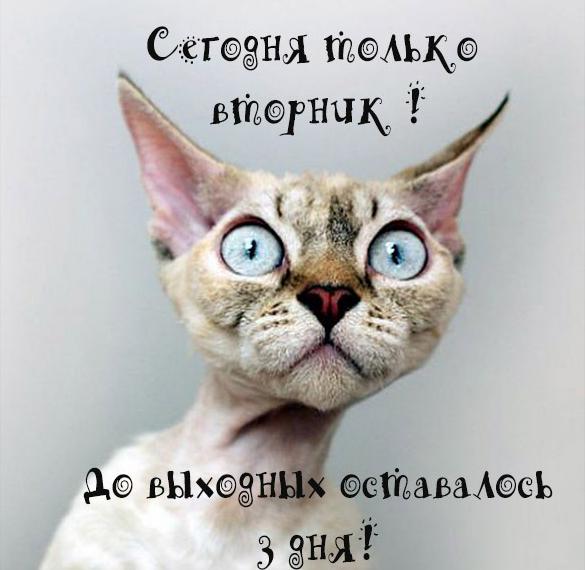 Скачать бесплатно Веселая картинка про вторник на работе на сайте WishesCards.ru