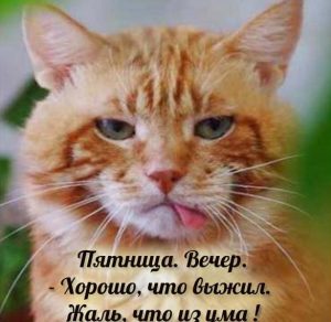 Скачать бесплатно Веселая картинка с пятницей с кошками на сайте WishesCards.ru