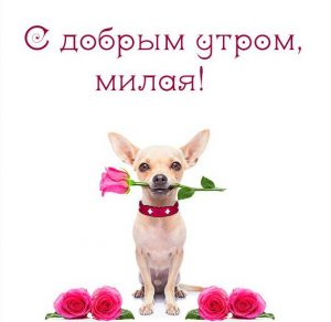 Скачать бесплатно Виртуальная картинка с добрым утром прикольную женщине на сайте WishesCards.ru