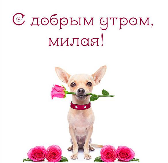 Скачать бесплатно Виртуальная картинка с добрым утром прикольную женщине на сайте WishesCards.ru