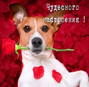 Скачать бесплатно Виртуальная открытка чудесного настроения на сайте WishesCards.ru